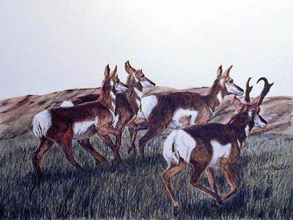 Running Antelope