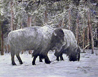 Wintering Buffalo