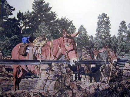 Mules at the Rock Corral