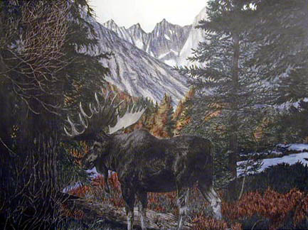 Teton Bull