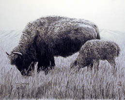Buffalo and Calf