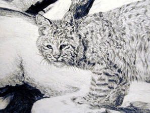 Winter Velvet - Bobcat