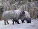 Wintering Buffalo